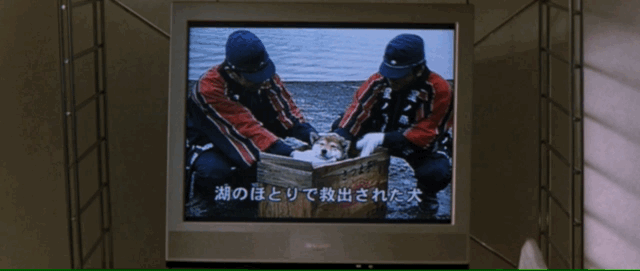 News footage zooms in on a box with a cute dog inside while rescuers lovingly pat its head